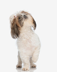 curious small shih tzu dog with ponytails walking and looking up