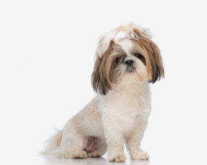 beautiful little shih tzu puppy with ponytails looking forward and sitting