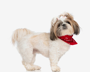 beautiful cute shih tzu dog with ponytails being adorable while looking up