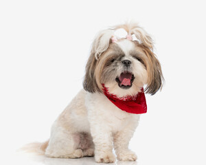 Naklejka na ściany i meble sleepy small shih tzu dog with red bandana and ponytails yawning