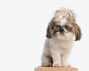 cute little shih tzu puppy wearing eyeglasses, looking down and teaching