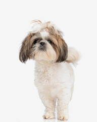 Naklejka na ściany i meble cute little shih tzu puppy with ponytail standing and looking forward