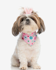 adorable little shih tzu female dog with pink bandana and dotted bow