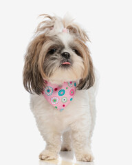 precious little shih tzu puppy with pink bandana sticking out tongue