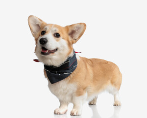 happy corgi wearing black scarf standing