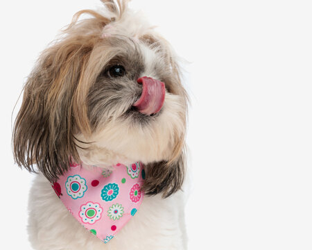 portrait of beautiful small shih tzu puppy with pink bandana licking nose