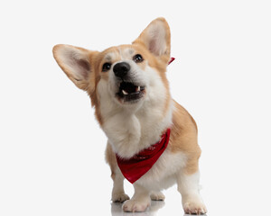 funny looking corgi puppy with mouth open