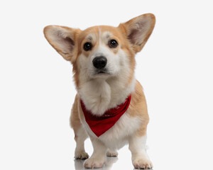 welsh corgi puppy wearing a red bandana around neck