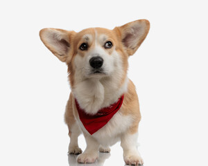 curious corgi looking to side while stepping forward