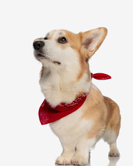 curious welsh corgi wearing red scarf looking up