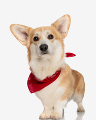 cute corgi with big ears wearing red bandana