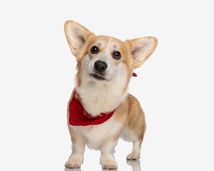 adorable corgi with tongue exposed and red scarf