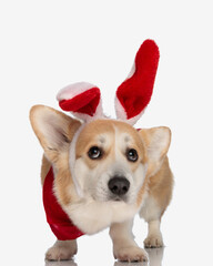 cute little corgi wearing red headband bunny ears