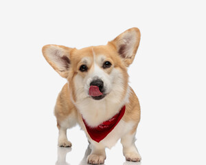 hungry corgi wearing red bandana licking its nose