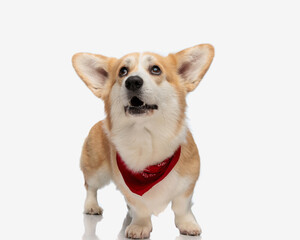 adorable surprised corgi looking up with mouth open