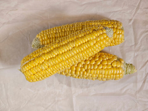 yellow colour corn with clear background images