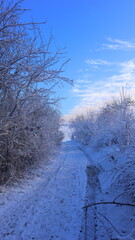 snow covered trees