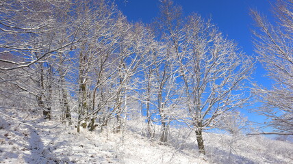 snow covered trees