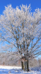 tree in winter