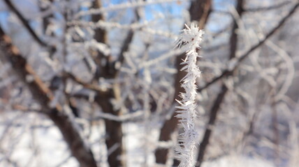 snow covered branches