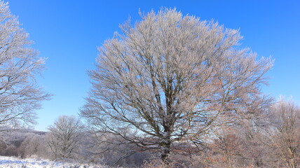 trees in winter