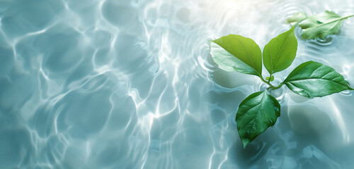 plant in water