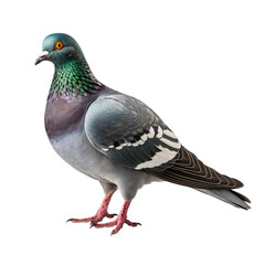 pigeon png 