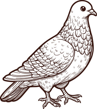 PIGEON ILLUSTRATIONS FOR CHILDREN TO LEARN TO COLORING
