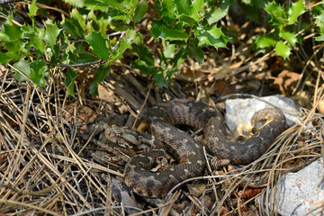 juvenile Ottoman viper // junge Kleinasiatische Bergotter (Montivipera xanthina) - Dalyan, Türkei