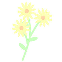 yellow daisy flower