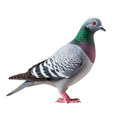 pigeon png 