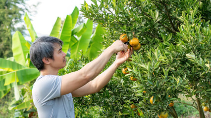Gardener harvests tangerine oranges in an orchard. - 714622809