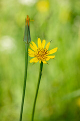Macrophotographie de fleur sauvage - Salsifis douteux - Tragopogon dubius