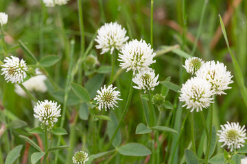 Macrophotographie de fleur sauvage - Trèfle de montagne - Trifolium montanum