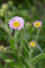 Macrophotographie de fleur sauvage - Vergerette des Alpes - Erigeron alpinus