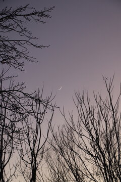 mon, sky, tree,