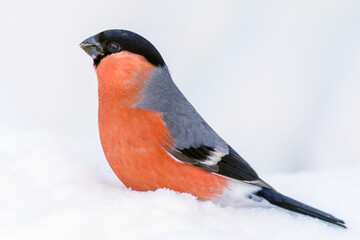 A bright songbird, the ,, of the finch family sits on white snow.