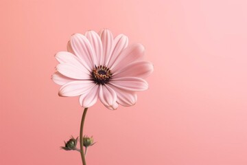 Blooming flower on a soft pink backdrop. Generative AI