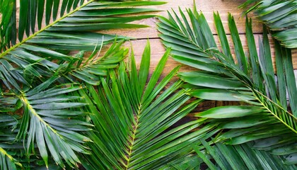 tropical palm leaves background
