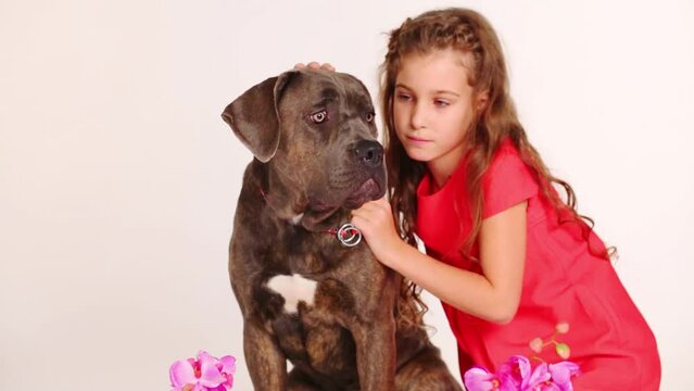 Beautiful girl in red poses with dog on floor in white studio