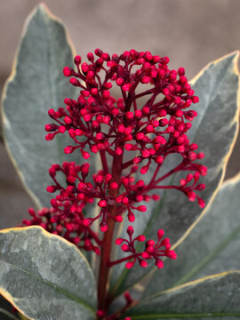 Flower buds of  of Skimmia japonica 'Perosa' in a garden in spring