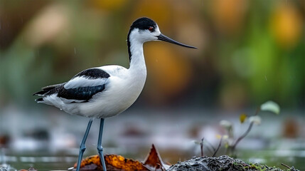 Obraz premium View of a Beautiful white and black bird's avocet full body