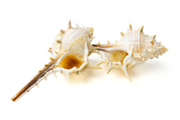 Seashells and shells on white background