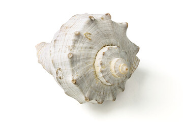 Seashells and shells on white background