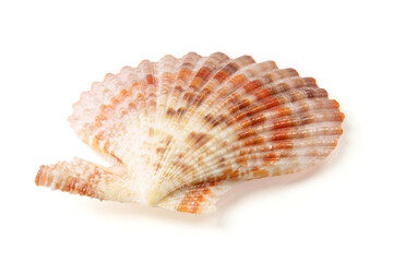 Seashells and shells on white background