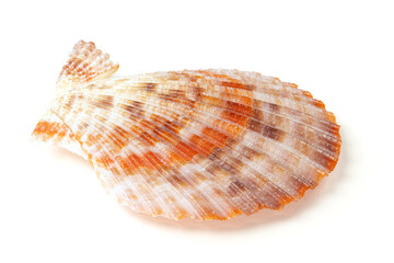Seashells and shells on white background