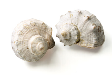 Seashells and shells on white background