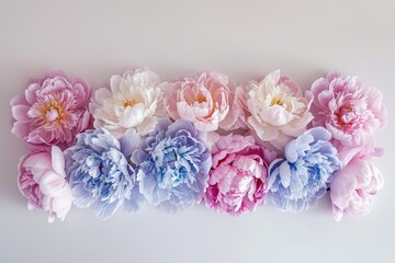 Background of peony buds in different pastel shades