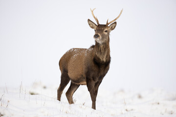 Red deer in the snow