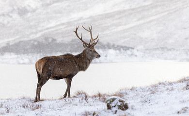 deer in the snow